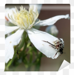 Hoplia Aureola Wall Mural U2022 Pixers - We Live To Change Windflower Png,Aureola Png
