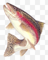 Download Bataan Lake Fly Fishing Report - Rainbow Trout Png,Trout Png