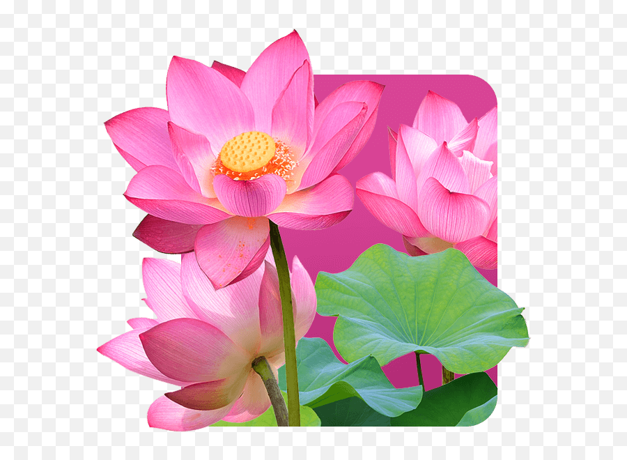 Lotus Flower Is The Symbol Of Vietnam - Emergent Vegetation Png,Lotus Flower Transparent