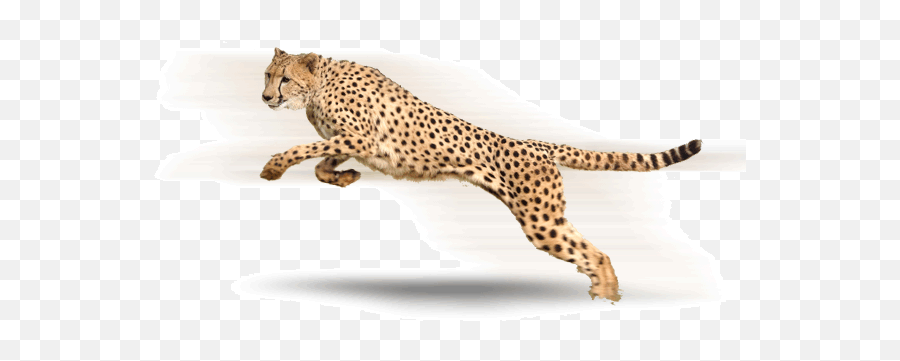 Cheetah Png Hd Images - Cheetah Transparent Background,Cheetah Transparent