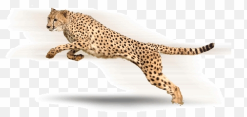 Cheetah Png Hd Images - Cheetah Transparent Background,Cheetah Transparent