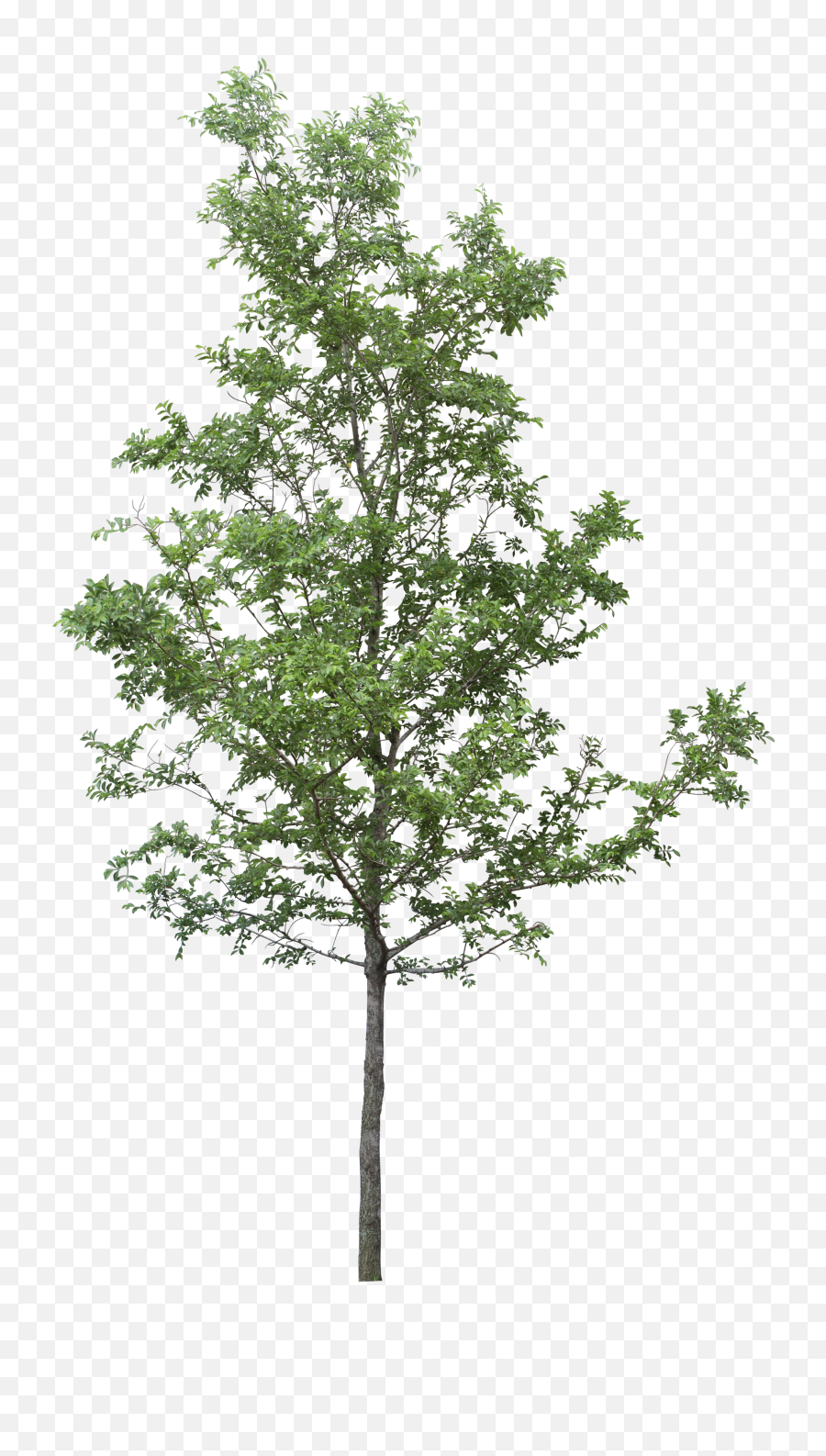 Forest Natural Tree Png Image - Trees Png For Photoshop,Forest Tree Png
