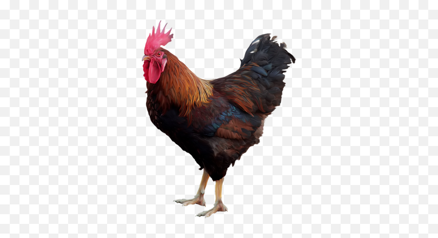 Rooster Png Images - Cock Png,Rooster Png