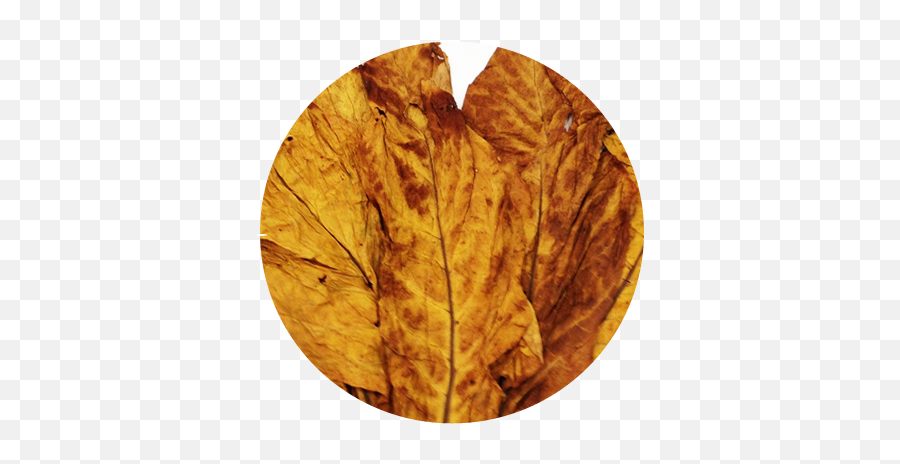 Significant Growth - Red Virginia Tobacco Leaf Png,Tobacco Leaf Png