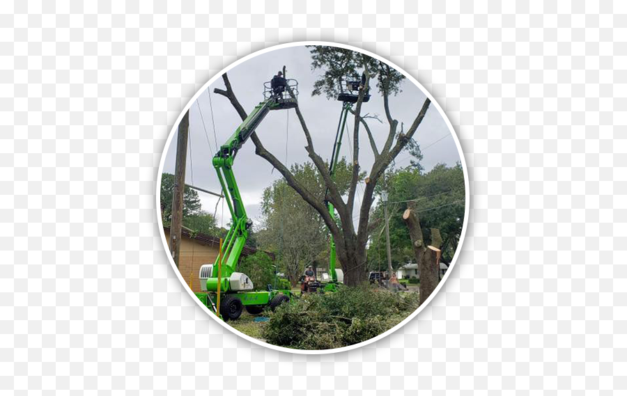 Big Branch Tree Service - Superior Tree Services In Soil Png,Transparent Tree