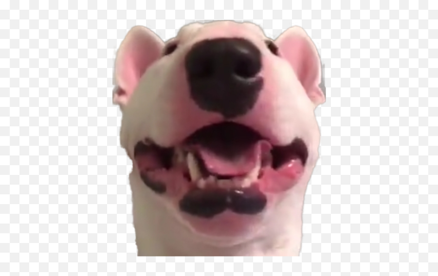 Happy Walter Png Or - Happy Walter Dog Png,Doge Face Png