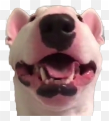 Happy Walter Png Or - Happy Walter Dog Png,Doge Face Png