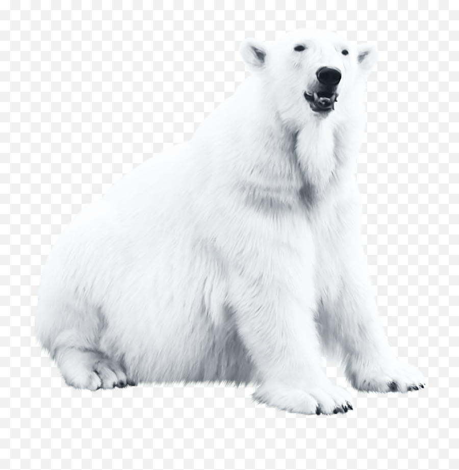 Polar Bear Blog Png