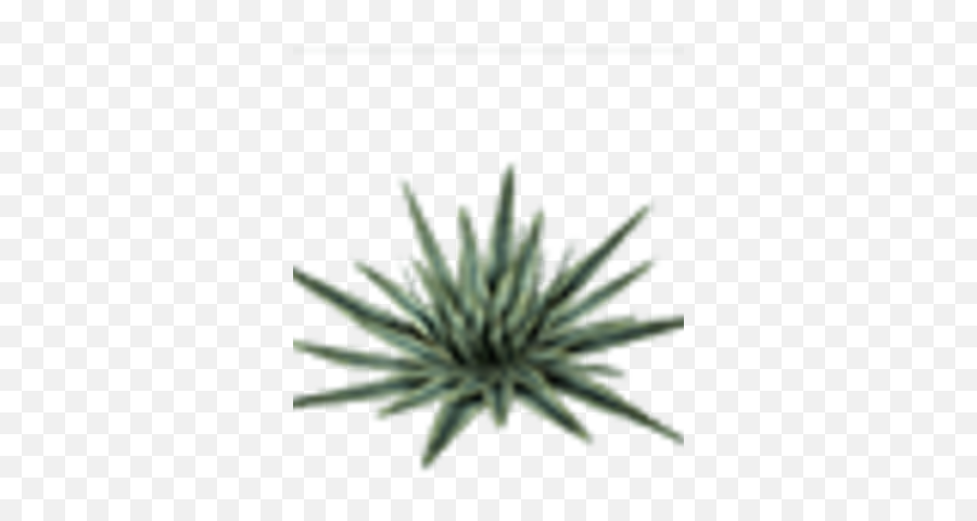 Aloe Vera Plant - Sea Urchin Png,Aloe Vera Plant Png