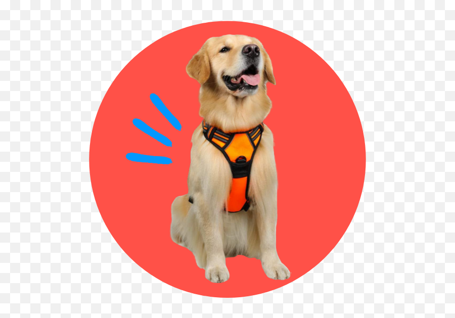 Best Dog Harnesses Top - Rated Dog Harnesses For 2021 Arnes Para Perros Marcados Png,Yellow Lab Icon Png