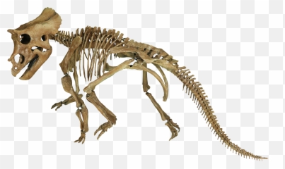 Triceratops Juvenile By Triebold Paleontology Inc - Triceratops Png,Dinosaur Skull Png