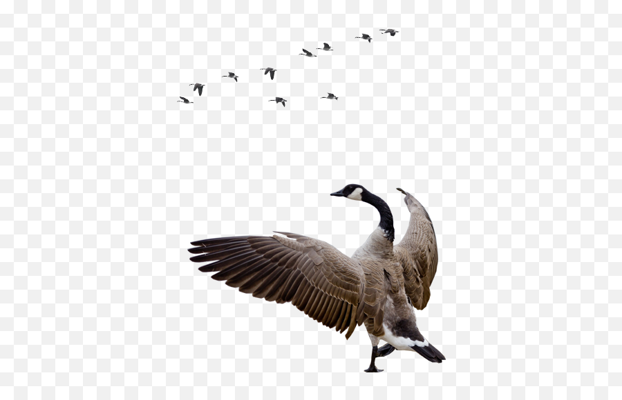 Goose Png - Canada Geese Png,Goose Transparent