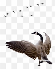 Goose Png - Canada Geese Png,Goose Transparent