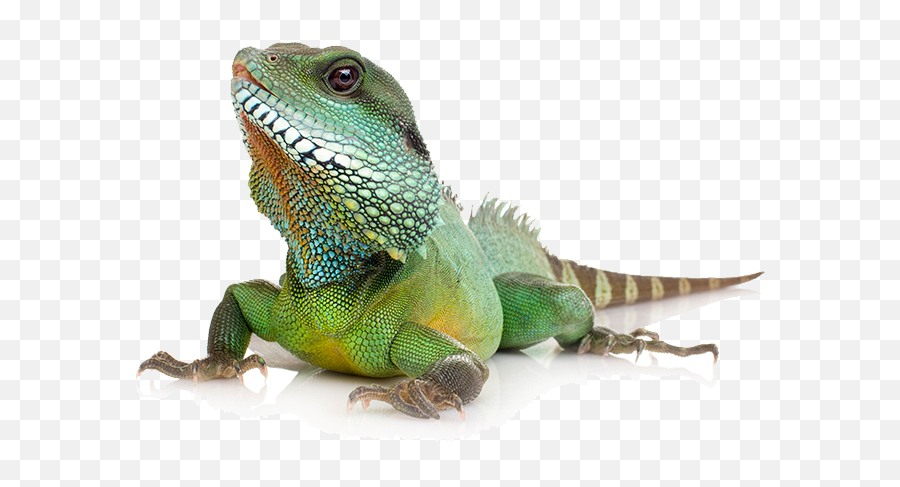 Reptiles Png 2 Image - Pet Animals Image Png,Reptiles Png