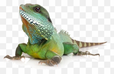 Reptiles Png 2 Image - Pet Animals Image Png,Reptiles Png