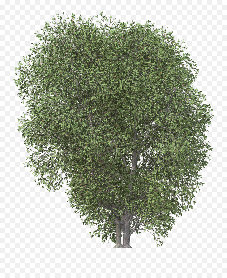 Images - Plane Png,Trees In Plan Png