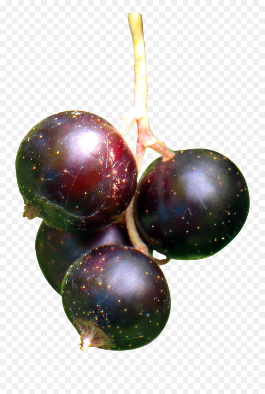 Black Currant Berries Png Image - Pngpix Blackcurrant Plant Png,Berries Png
