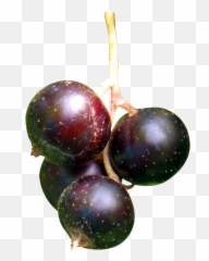 Black Currant Berries Png Image - Pngpix Blackcurrant Plant Png,Berries Png