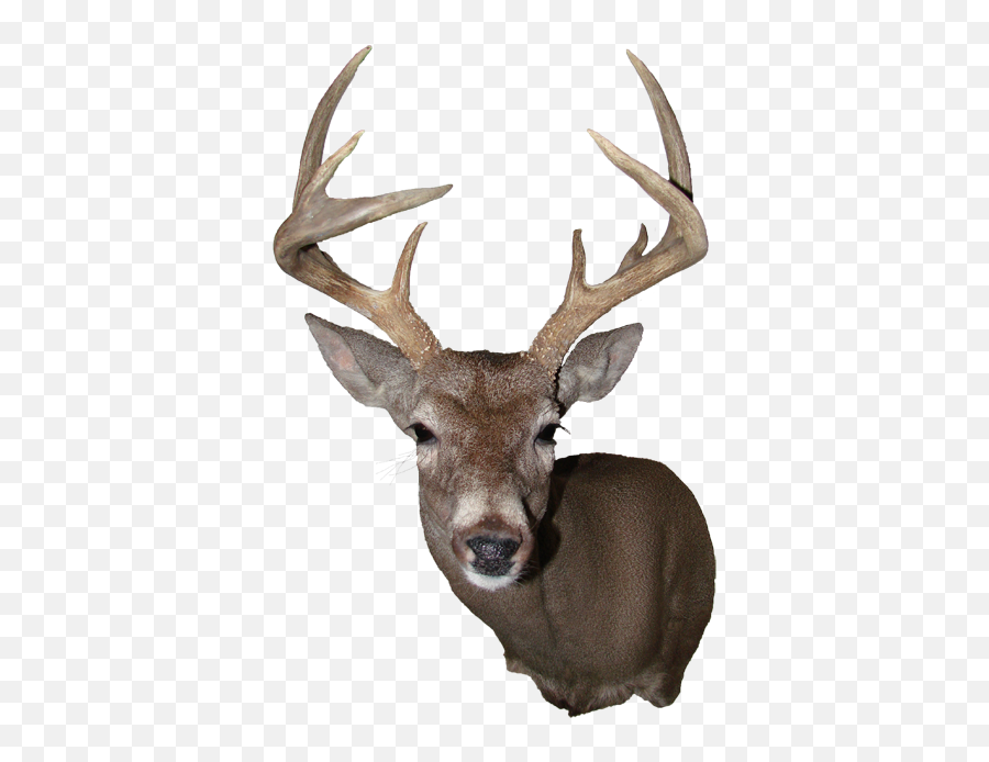 Elk White - Deer Mount Png,Deer Head Png