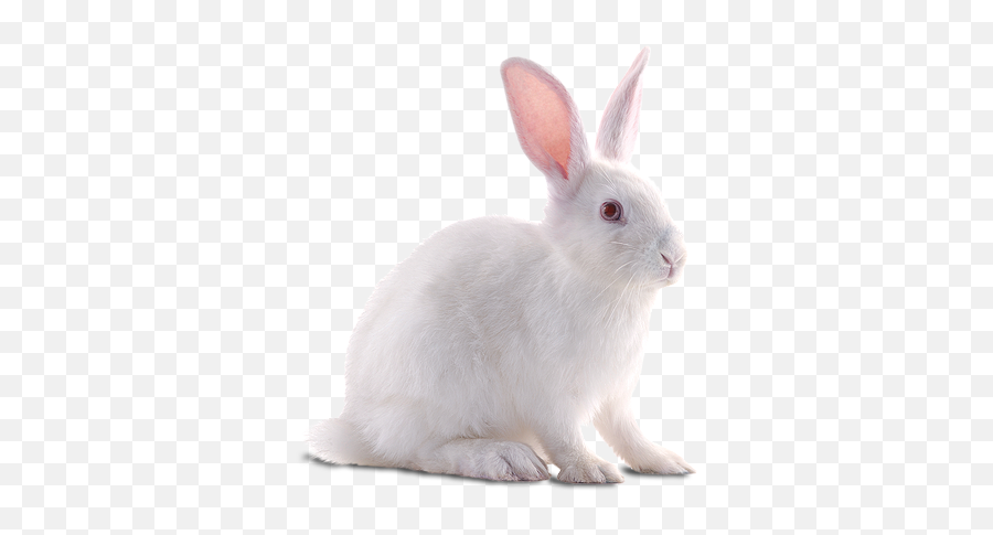 Rabbit Png Transparent 3 Image - White Rabbit Transparent Background,Rabbit Transparent