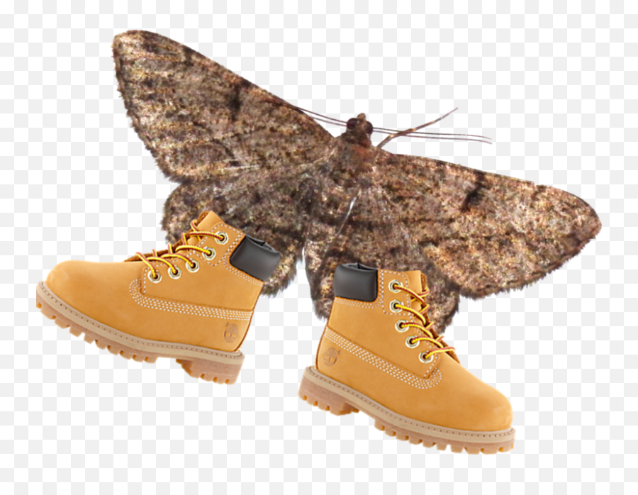 Okbuddycemetary - Moth Png,Transparent Timbs