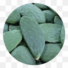Prickly Pear Png Image - Prickly Pear,Palmas Png