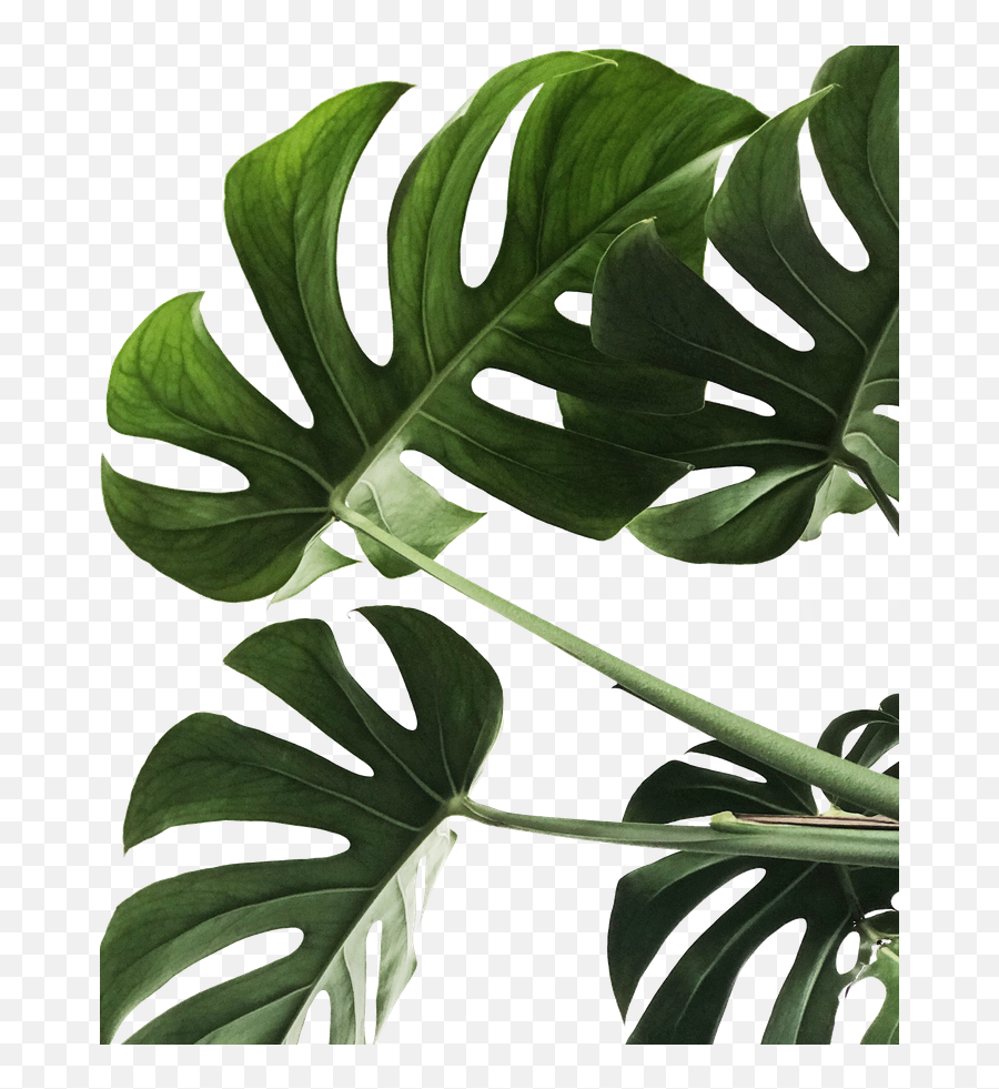 Monstera Framed Art Print By Summer Sun Home - Vector Monstera Leaf Png,Monstera Leaf Png