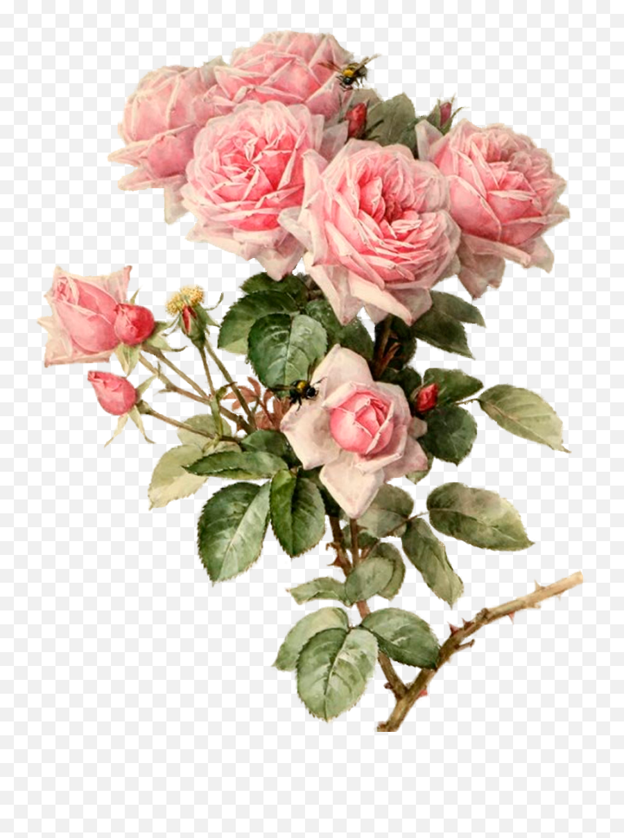 Download Pink Roses Botanical Flowers Art - Botanical Pink Flowers Png,Pink Roses Png