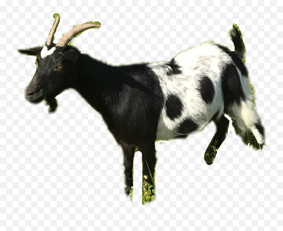 Goat Black White Spotted Freetoedit - Goat Transparent Transparent Black Goat Png,Goat Transparent