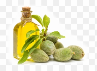 High Resolution Almond Clipart Png - Sweet Almond Oil Health Benefits,Almond Transparent