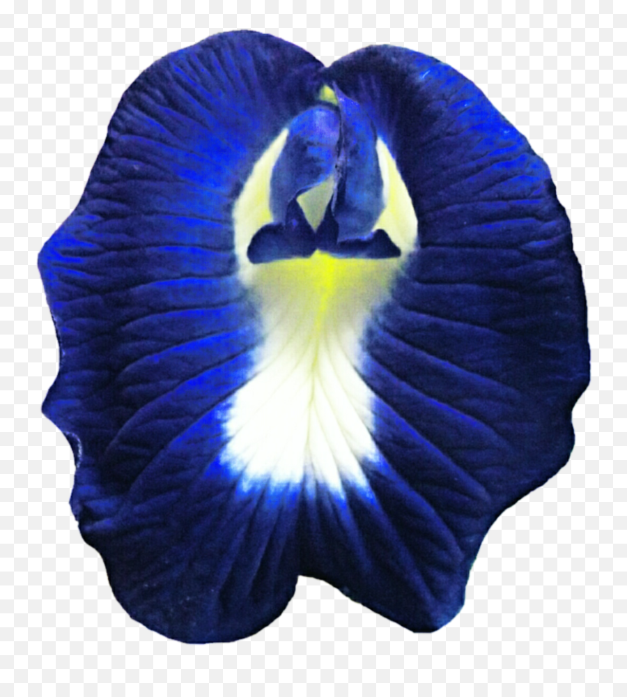 Transparent Butterfly Pea Flower Png - Butterfly Pea Flower Png,Pea Png