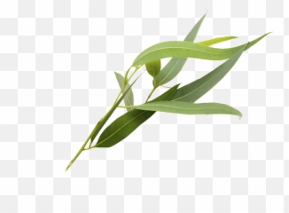 Eucalyptus Polyanthemos Leaf Essential Png