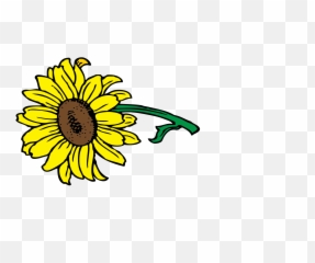 Sunflower Clip Art - png