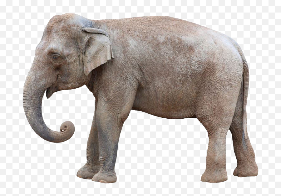 About Asian Elephants - Asian Elephant Transparent Png,Elephant Transparent