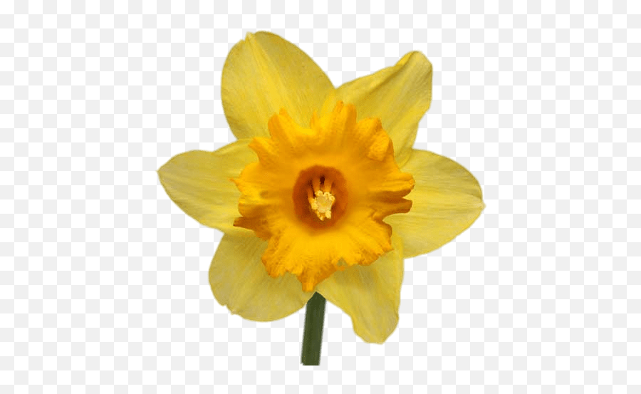 Daffodil Transparent Png - Yellow Daffodil,Daffodil Png