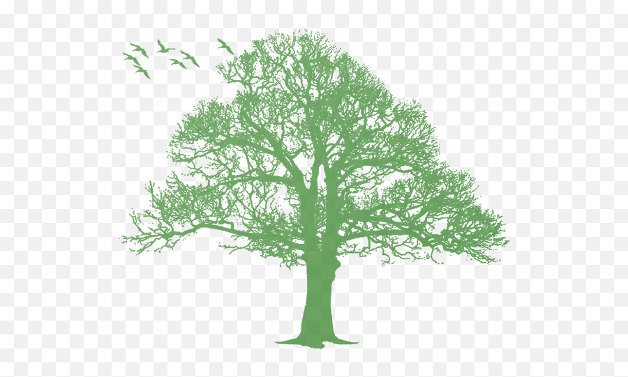 Oak Tree Silhouette - Tree Png Download 570464 Free Transparent Green Tree Silhouette,Oak Tree Png