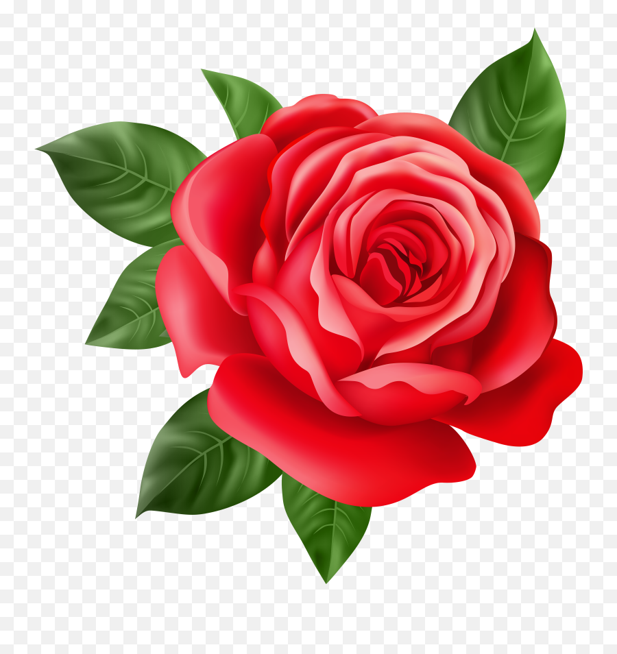 Red Rose Transparent Png Clip Art Gallery Yopriceville Flower Drawing