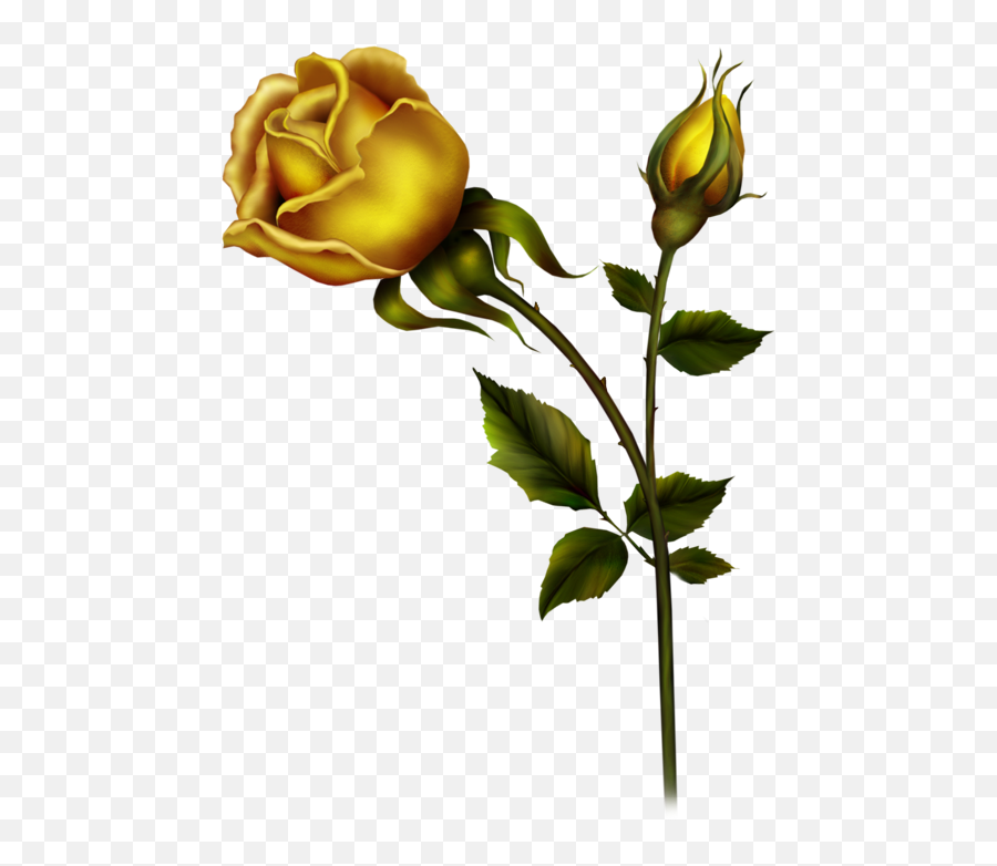 Yellow Roses Beautiful Floral Rose Buds - Clip Art Yellow Rose Png,Yellow Roses Png