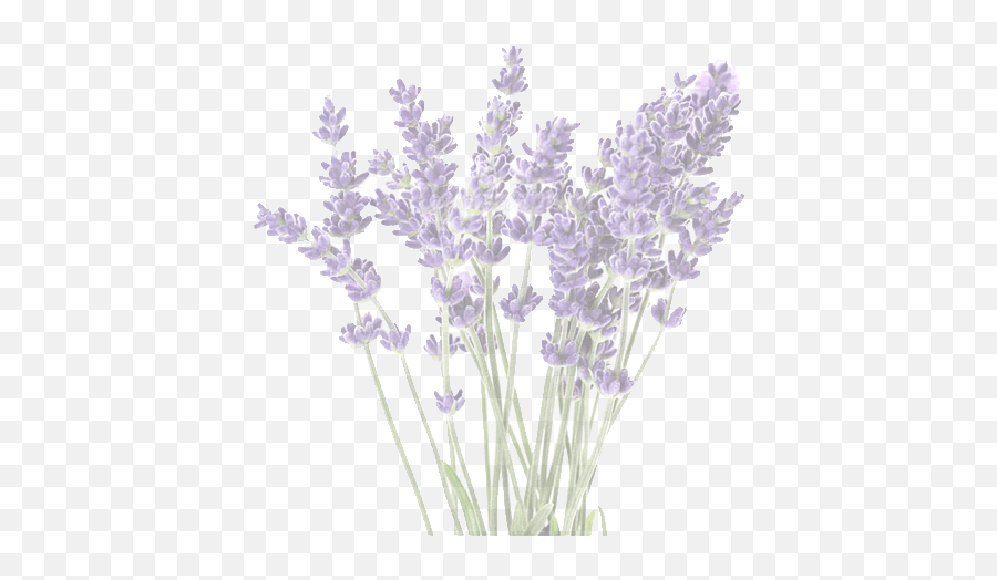 Prince Edward County Lavender Farm - Lavender Flower Png,Lavendar Bush Icon