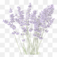Prince Edward County Lavender Farm - Flower png