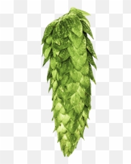 Fresh Hop Ale Festival Png Hops