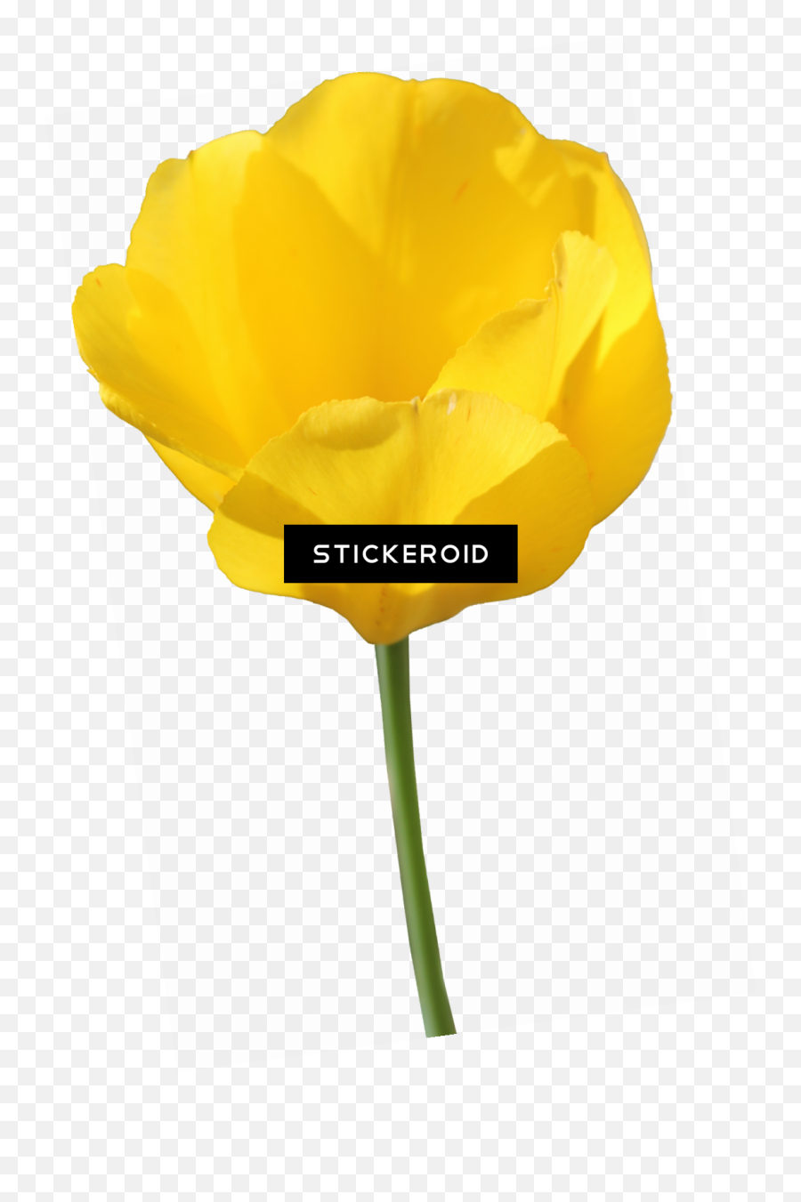 Download Yellow Tulip Flowers - Tulip Png Image With No Tulip,Tulip Transparent