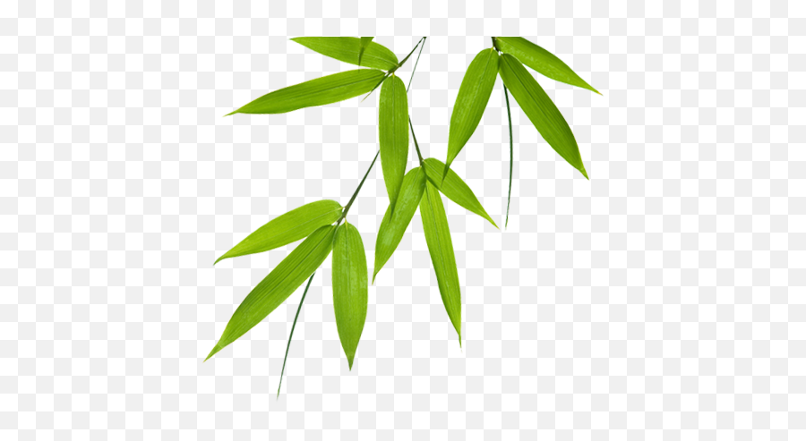 Download Bamboo Leaves Png Image - Bamboo Leaves Png,Bamboo Leaves Png