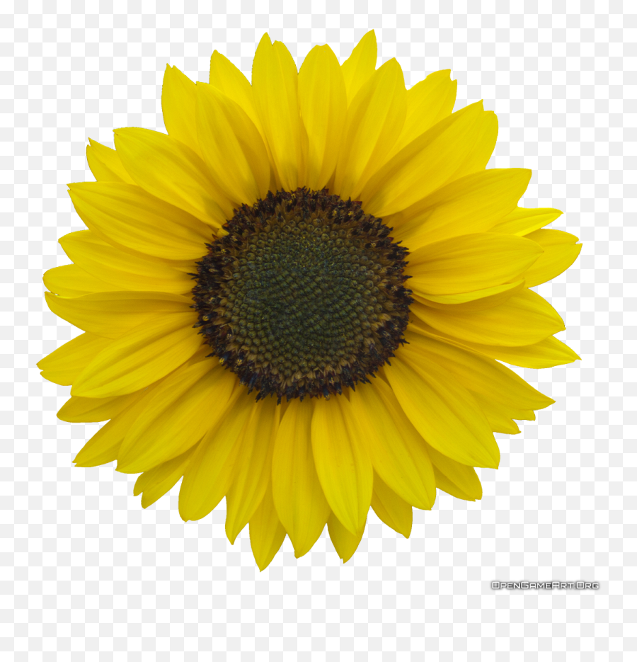 Sunflower Transparent Png Clipart - Transparent Background Sunflower Gif,Transparent Sunflower