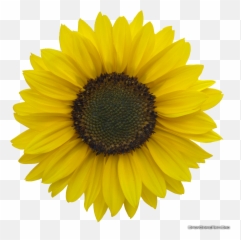 Sunflower Transparent Png Clipart - Background Gif