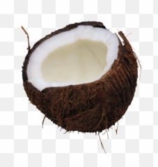 Coconut Png Image - Clipart Transparent Background Coconut,Coconut Png