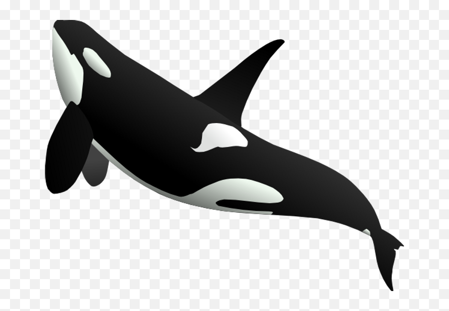 Killer Whale Png - Killer Whale Png,Orca Png