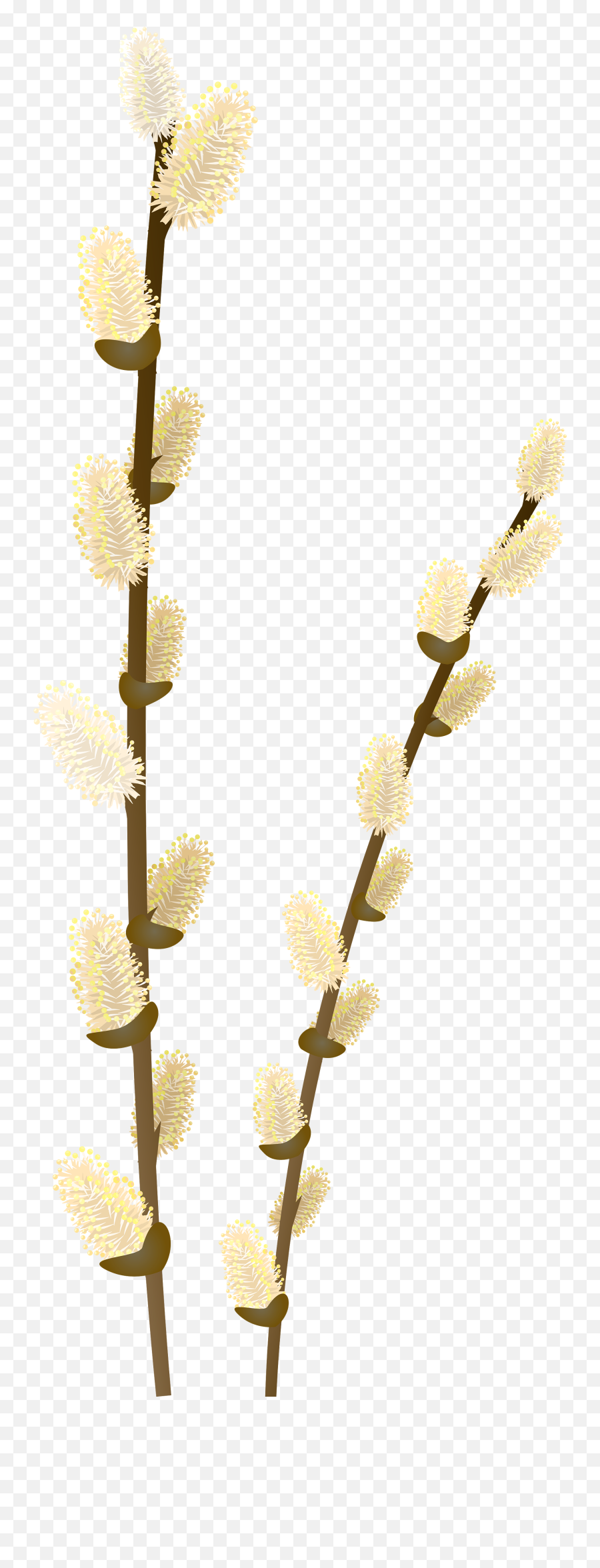 Willow Tree Clip Art Free Png Weeping