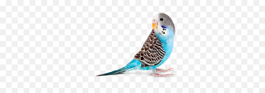 Parakeet Png And Vectors For Free - Budgie Png,Parakeet Png