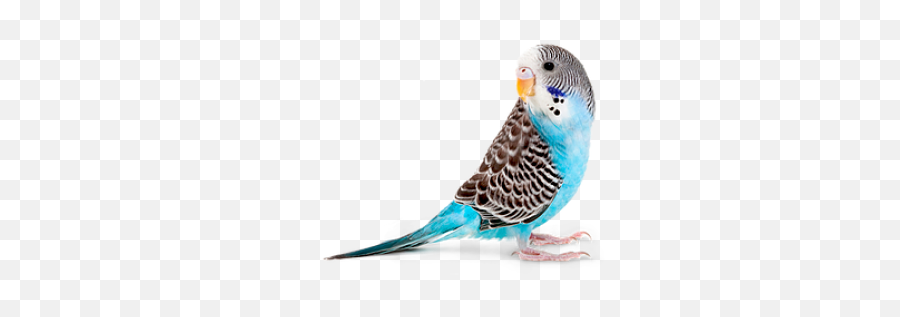 Parakeet Png And Vectors For Free - Budgie Png,Parakeet Png Parakeet Png And Vectors For Free - Budgie Png,Parakeet Png